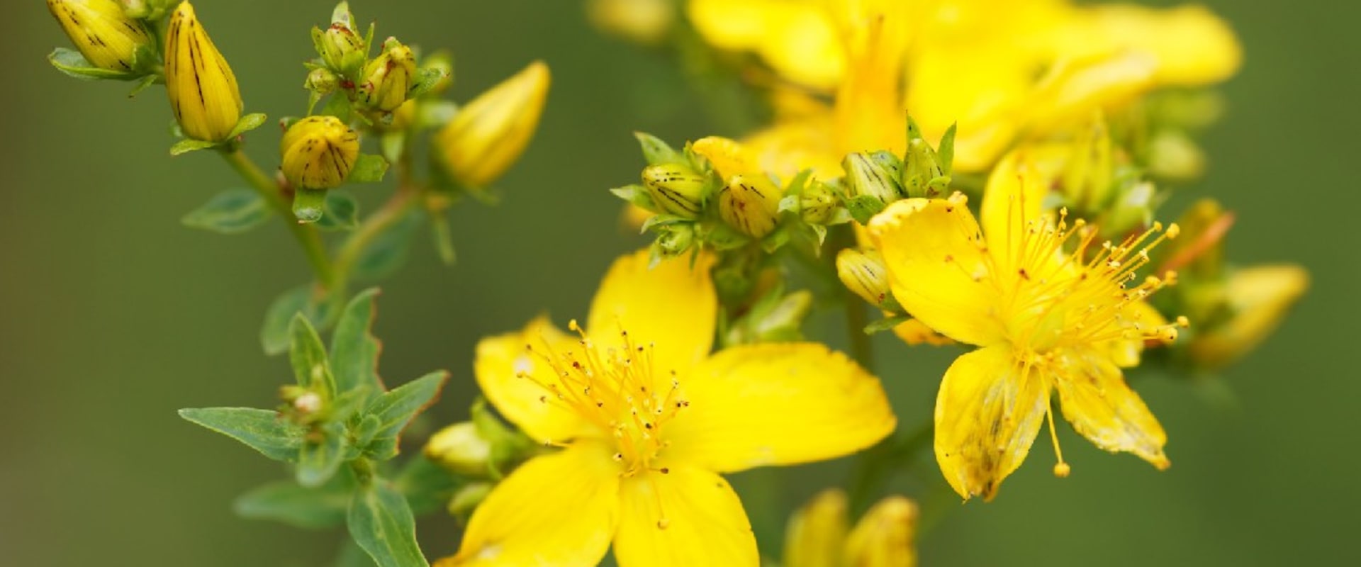 The Truth About St. John's Wort: An Expert's Perspective