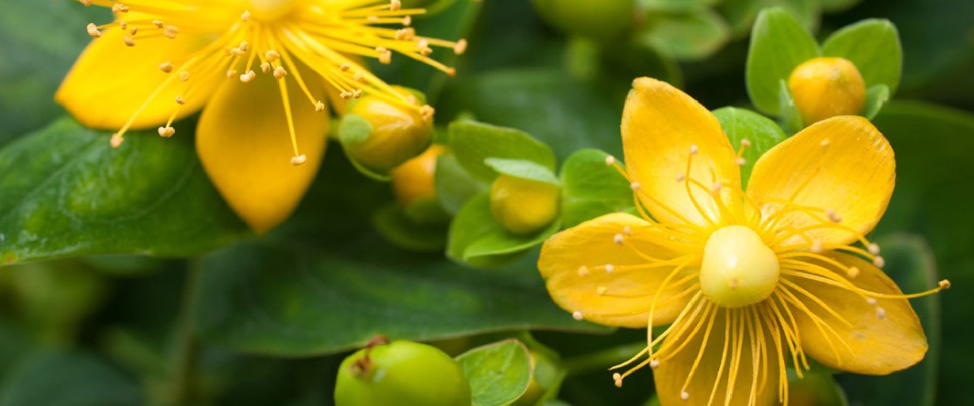 The Long-Term Safety and Effects of St. John's Wort Extract