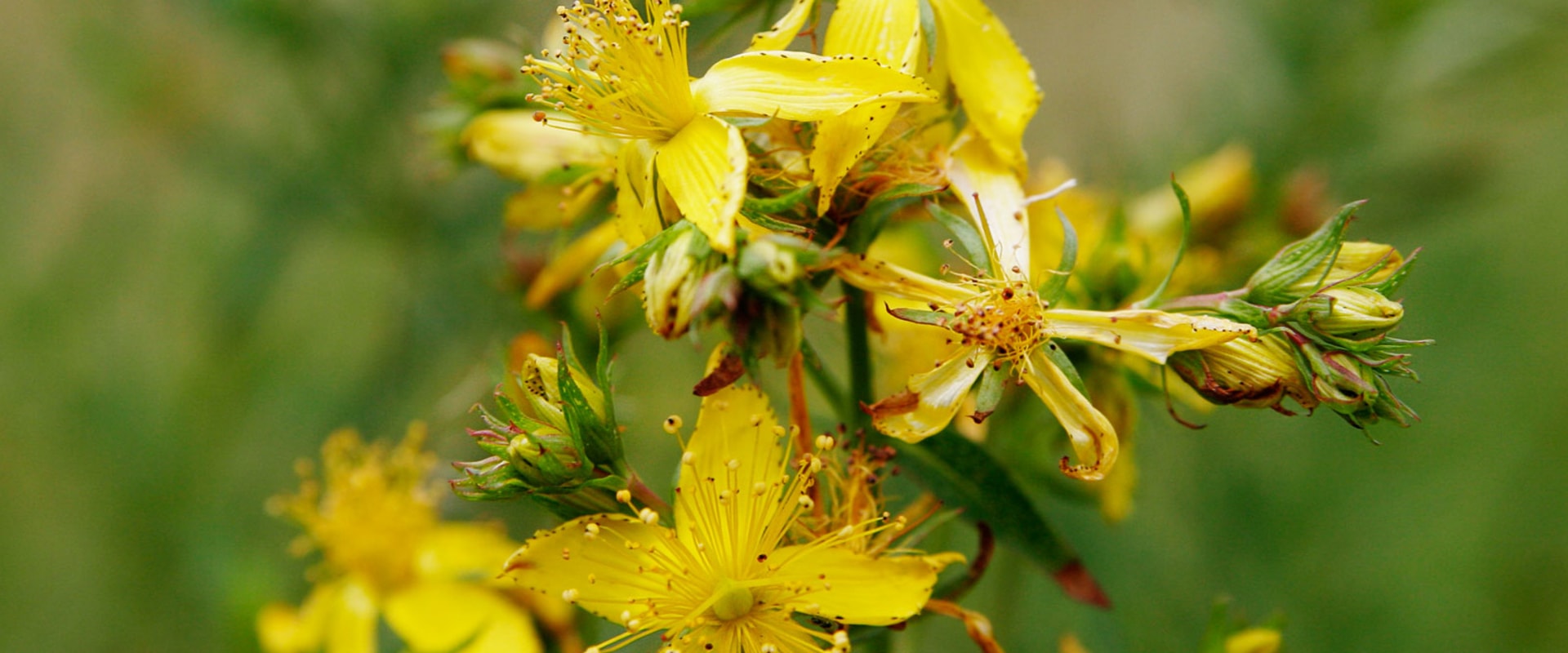 The Truth About St. John's Wort: A Stimulating Supplement or a Dangerous Drug?