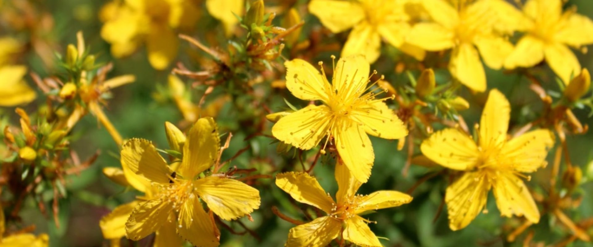 The Truth About St. John's Wort: Can You Take It On and Off?