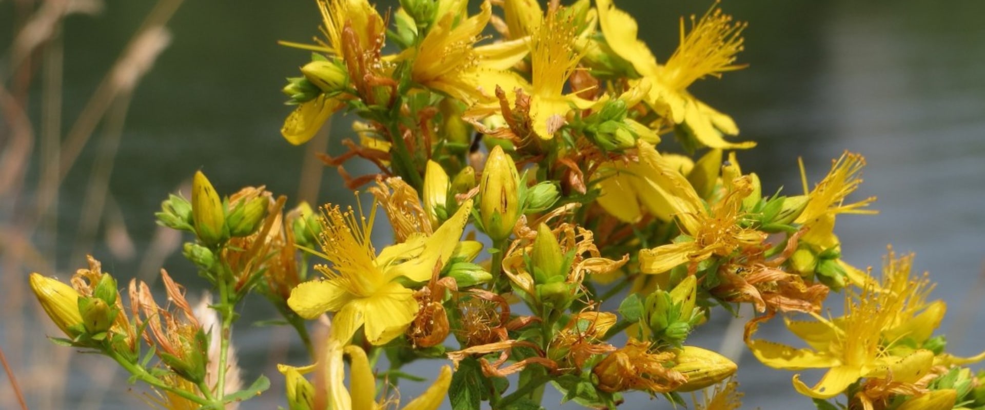 The Power of St. John's Wort: A Comprehensive Guide to its Effects on the Body