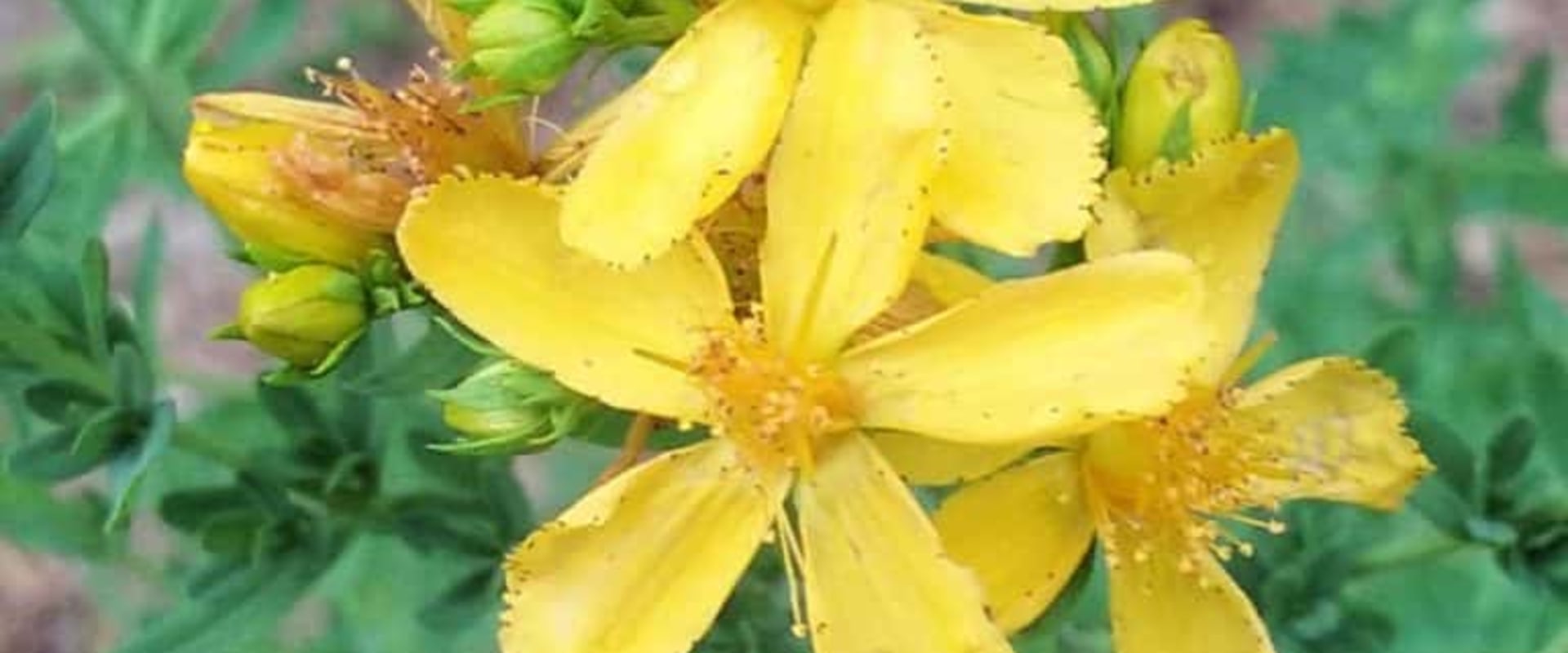 The Truth About Taking St. John's Wort Every Day