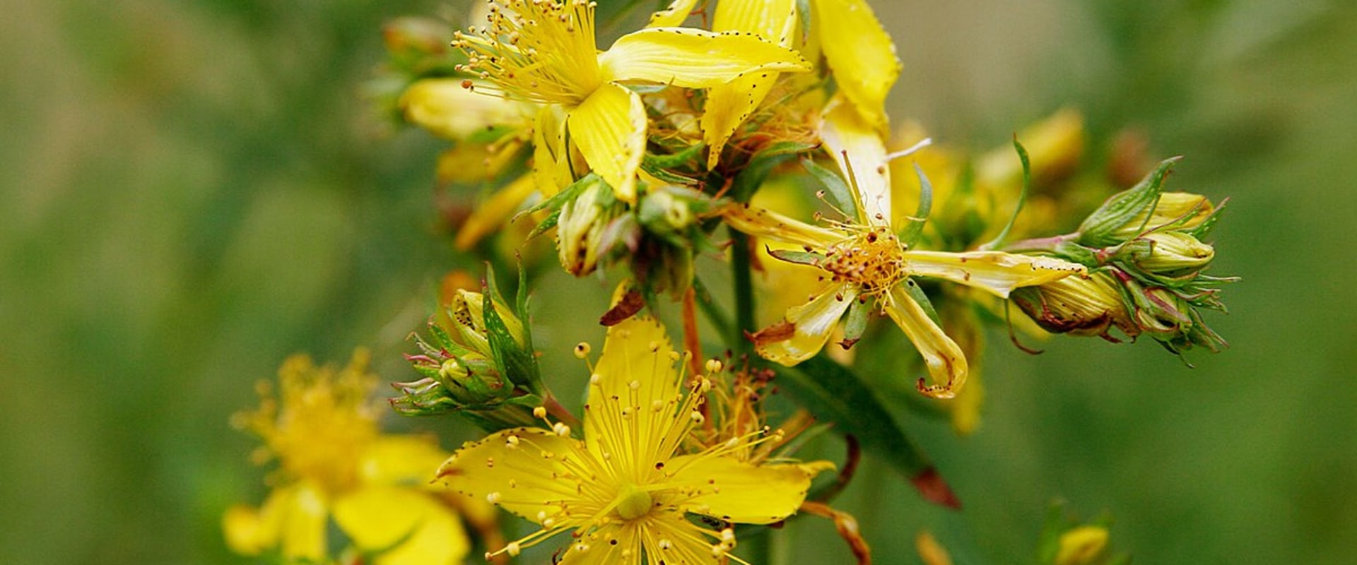 The Truth About St. John's Wort and Liver Health: An Expert's Perspective