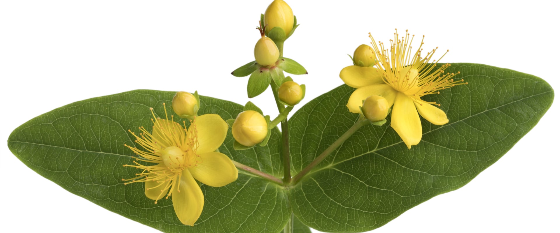 The Impact of St. John's Wort on Medications and Their Effects