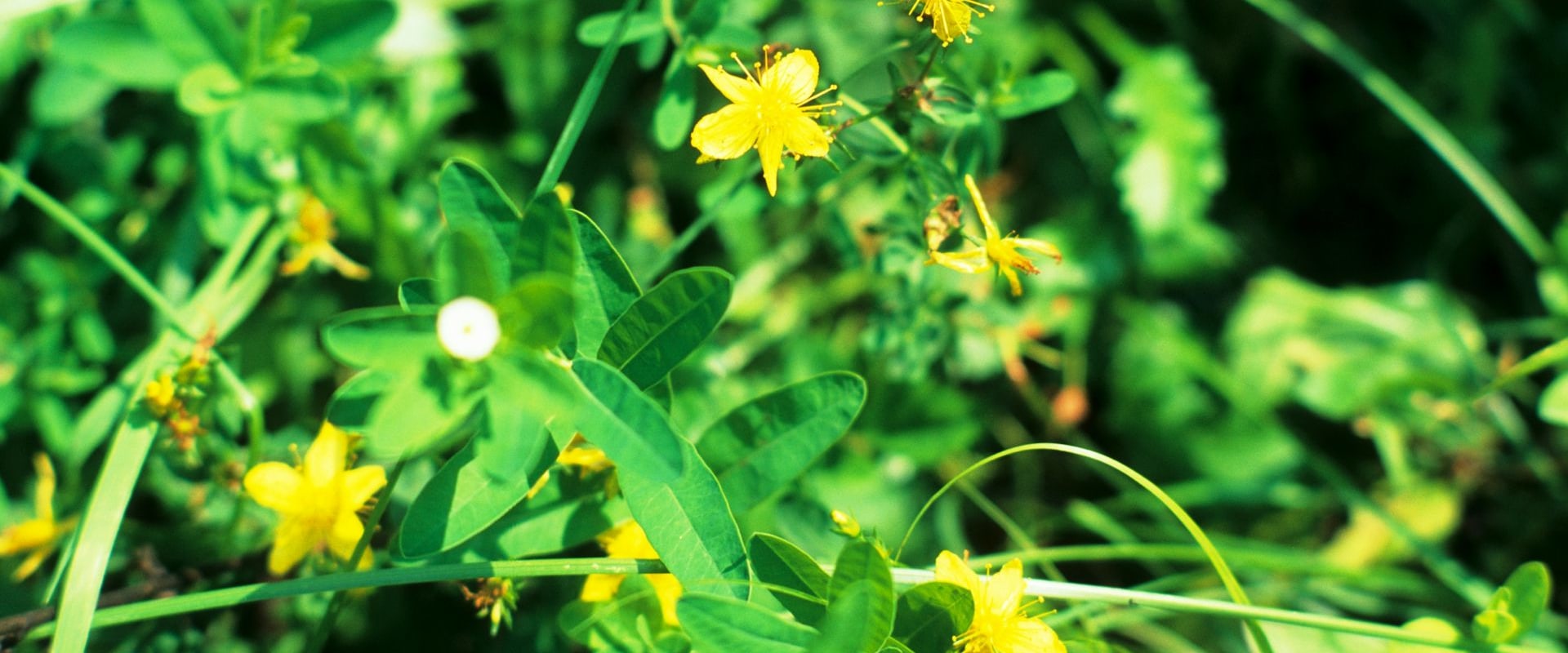 The Proper Dosage for St. John's Wort: An Expert's Perspective