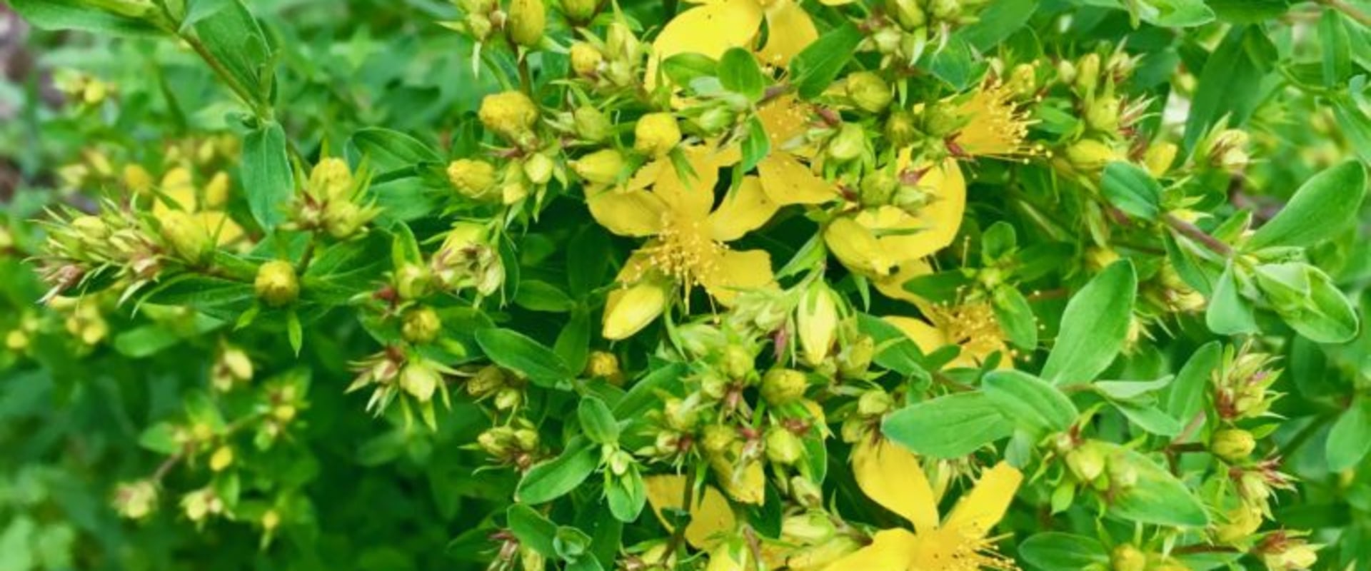 The Truth About St. John's Wort and Mental Health