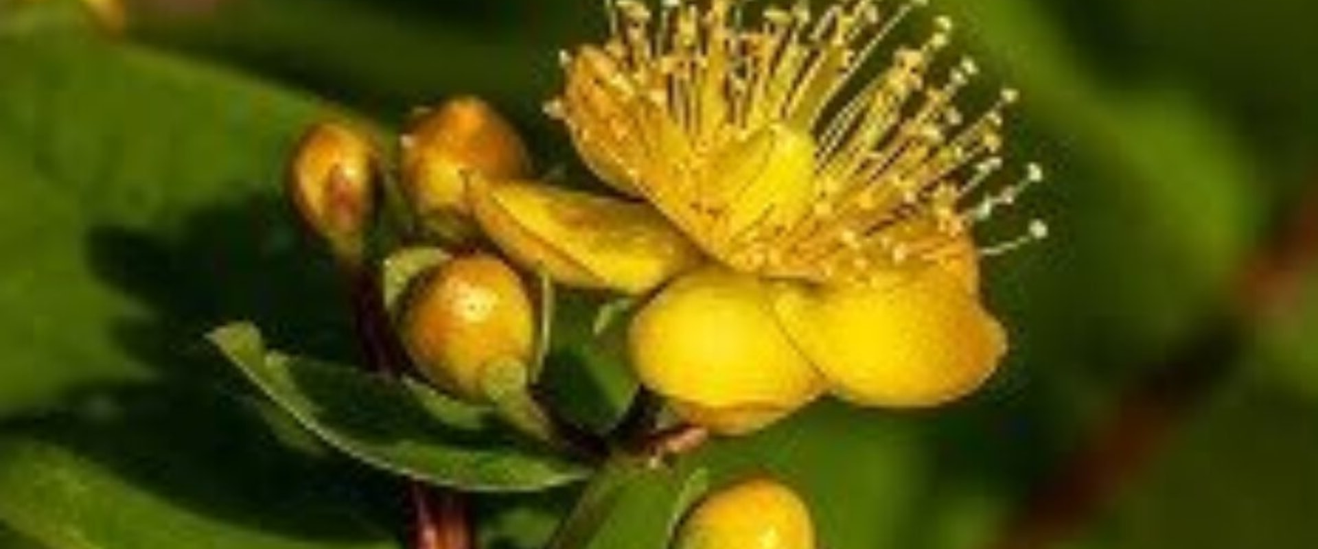 The Truth About Stopping St. John's Wort