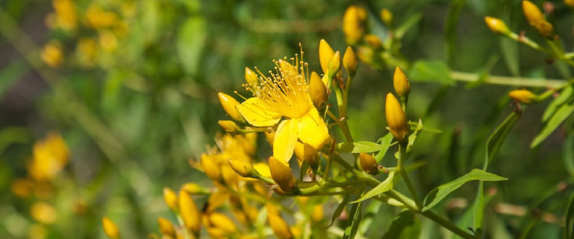 The Truth About St. John's Wort: What You Need to Know