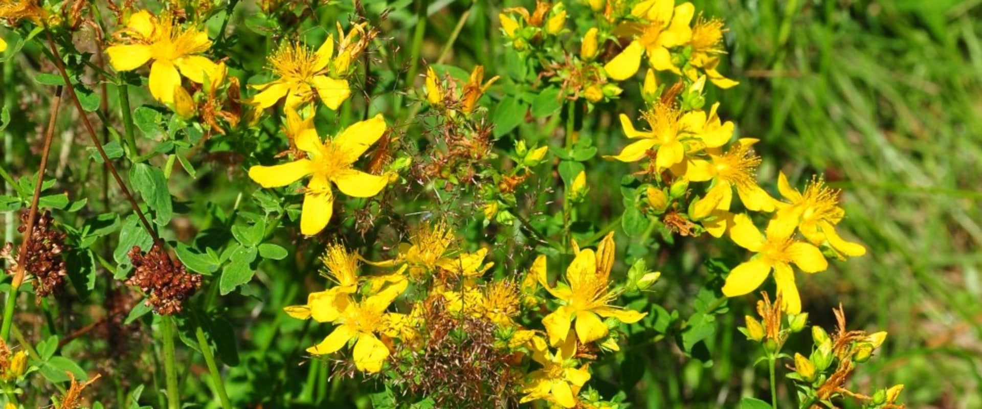 The Power of St. John's Wort: Unlocking its Benefits