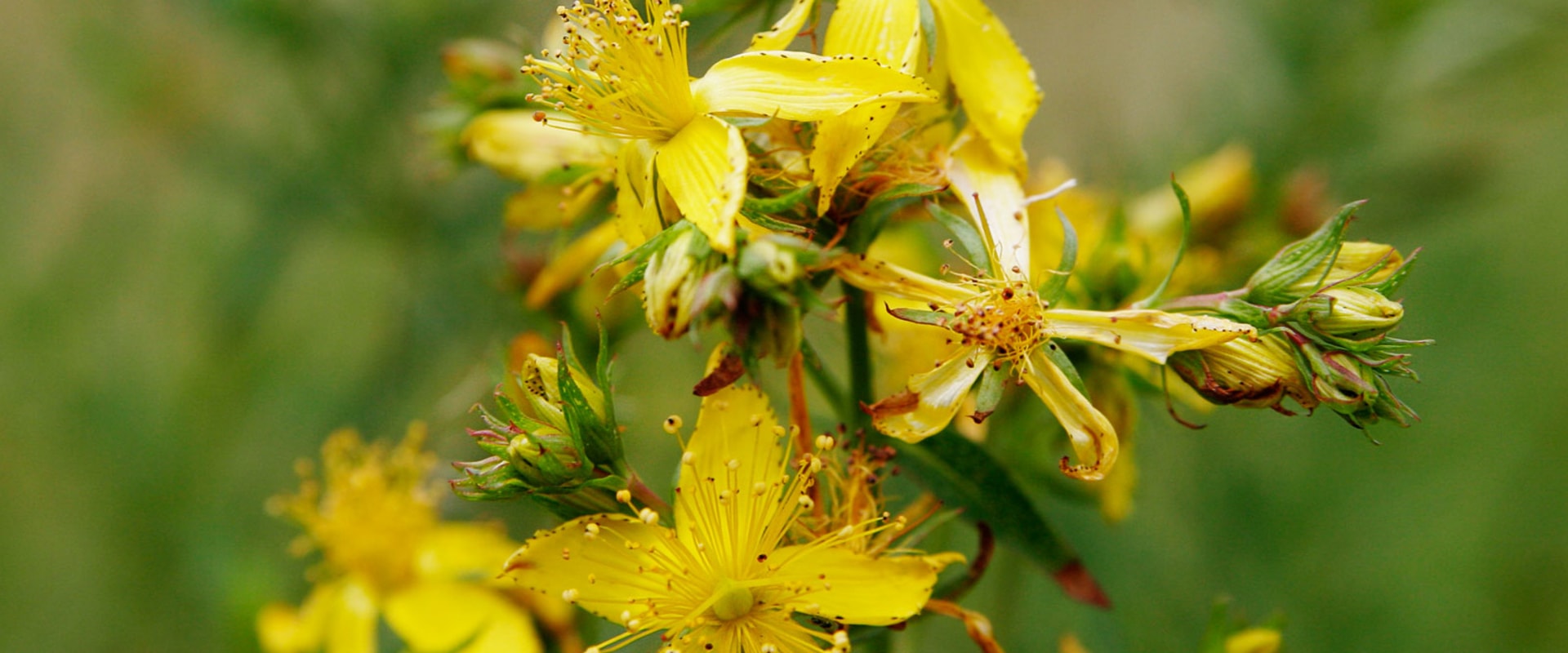 The Truth About St. John's Wort and Depression