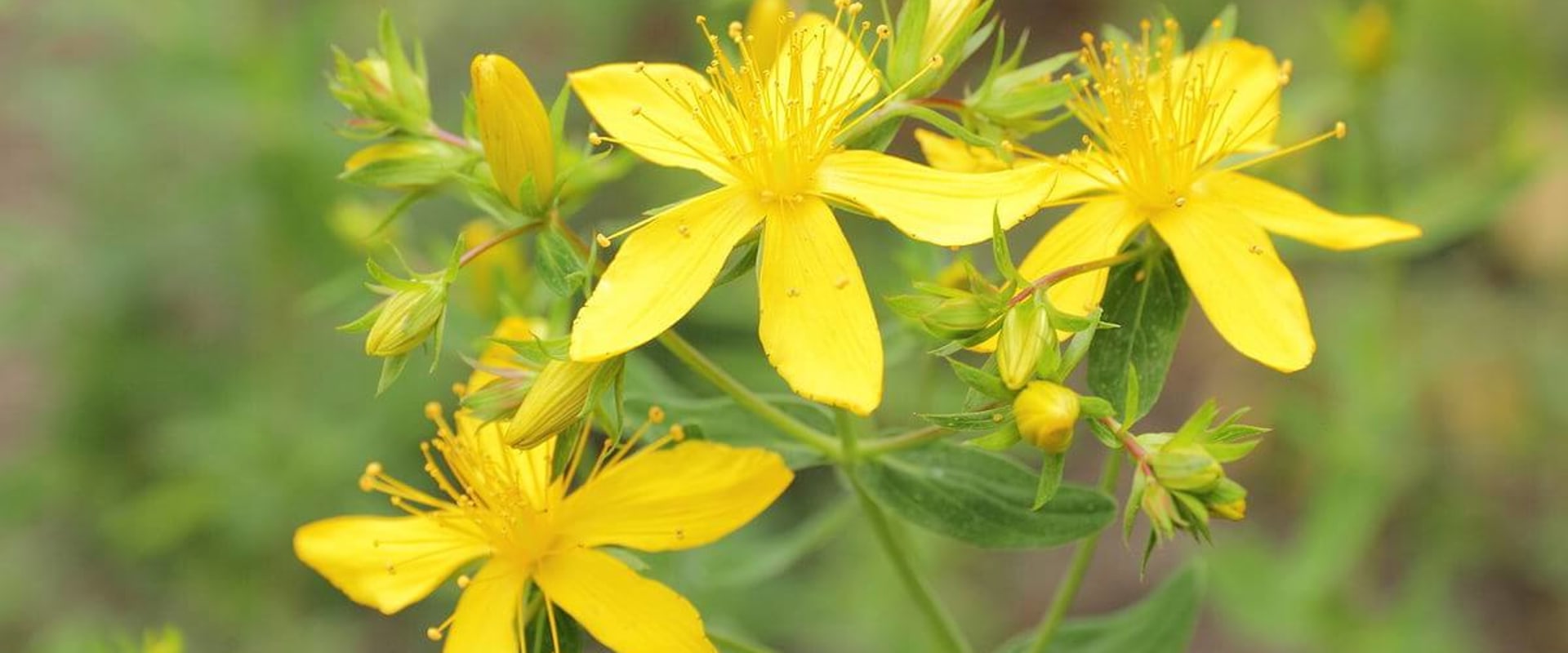 The Power of St. John's Wort: A Natural Remedy for Depression and More