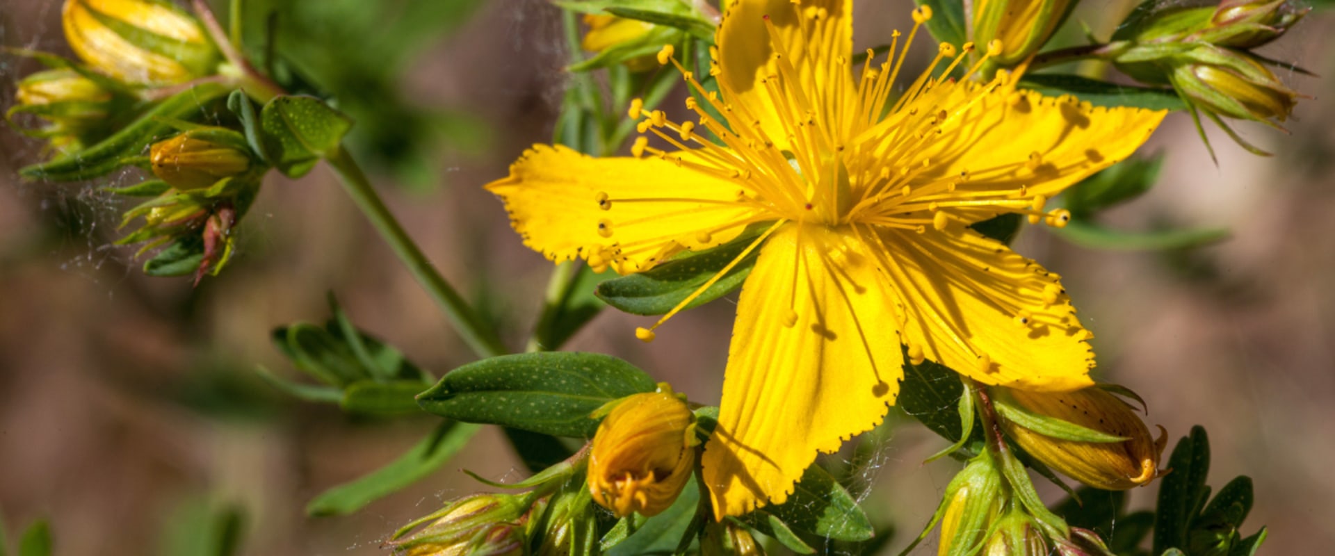 The Potential of St. John's Wort: Exploring its Impact on the Brain