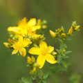 The Truth About St. John's Wort: An Expert's Perspective