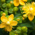The Long-Term Safety and Effects of St. John's Wort Extract