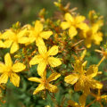 The Truth About St. John's Wort: Can You Take It On and Off?