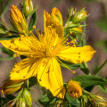 The Impact of St. John's Wort on the Brain