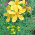 The Truth About Taking St. John's Wort Every Day