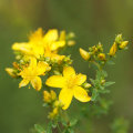The Potential Risks of Taking St. John's Wort Everyday