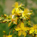 The Truth About St. John's Wort and Liver Health: An Expert's Perspective