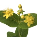 The Impact of St. John's Wort on Medications and Their Effects