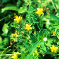 The Proper Dosage for St. John's Wort: An Expert's Perspective