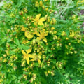 The Truth About St. John's Wort and Mental Health