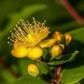 The Truth About Stopping St. John's Wort