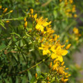The Truth About St. John's Wort: What You Need to Know