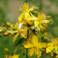 The Truth About St. John's Wort and Depression