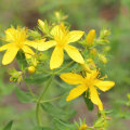The Truth About St. John's Wort: What You Need to Know Before Taking It