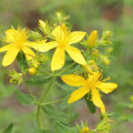 The Power of St. John's Wort: A Natural Remedy for Depression and More