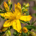 The Potential of St. John's Wort: Exploring its Impact on the Brain