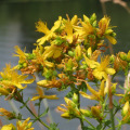 The Truth About St. John's Wort: An Expert's Perspective on Its Effects on Stress and Anxiety