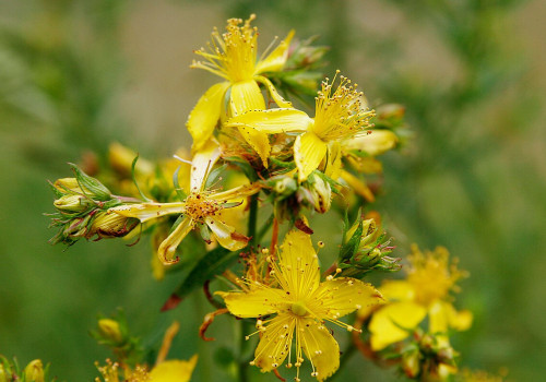 The Truth About St. John's Wort and Its Effects on Mental Health