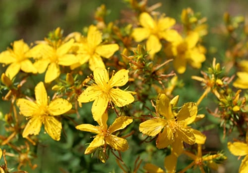 The Truth About St. John's Wort: Can You Take It On and Off?