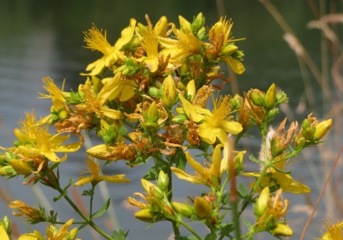 The Power of St. John's Wort: A Comprehensive Guide to its Effects on the Body