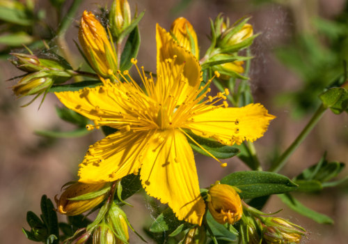 The Impact of St. John's Wort on the Brain