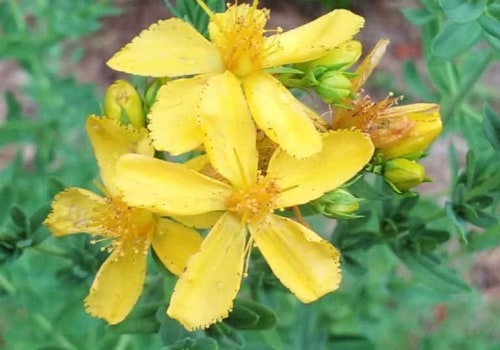 The Truth About Taking St. John's Wort Every Day