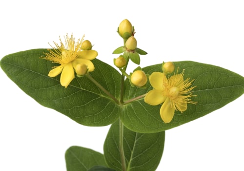 The Impact of St. John's Wort on Medications and Their Effects