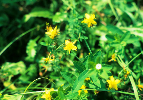The Proper Dosage for St. John's Wort: An Expert's Perspective
