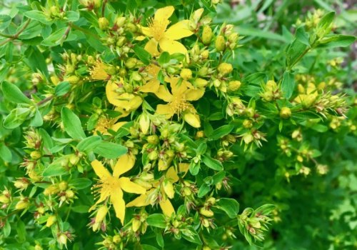 The Truth About St. John's Wort and Mental Health