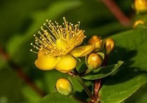 The Truth About Stopping St. John's Wort