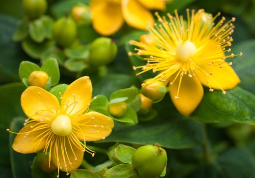 The Power of Patience: Unleashing the Full Potential of St. John's Wort