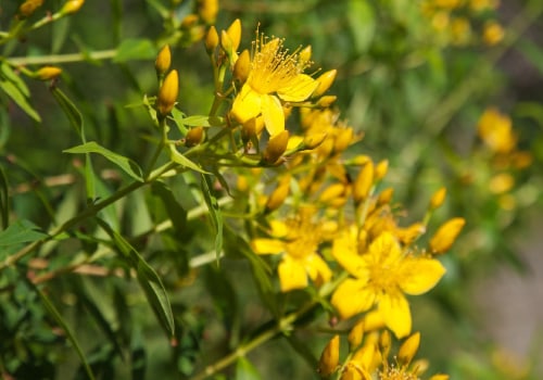 The Truth About St. John's Wort: What You Need to Know