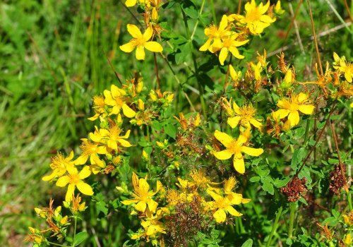 The Power of St. John's Wort: Unlocking its Benefits