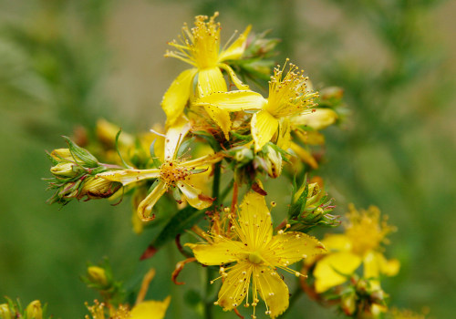 The Truth About St. John's Wort and Depression