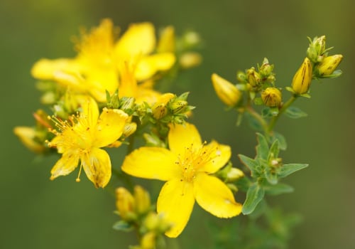 The Long-Term Effects of St. John's Wort on Medications