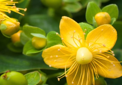 The Long-Term Effects of St. John's Wort on Medications