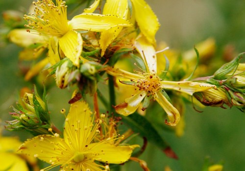 The Power of St. John's Wort on the Brain