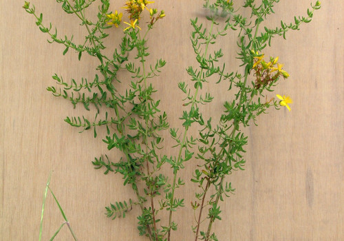 The Benefits and Risks of Taking St. John's Wort